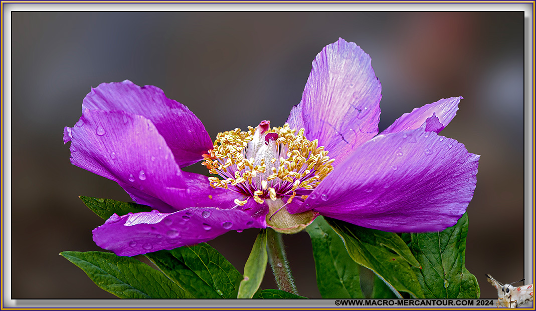 Pivoines